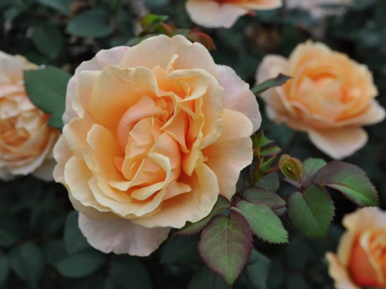 Peach Perfection
