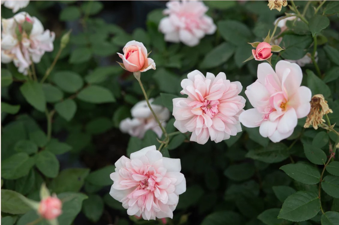 Perle d’Or