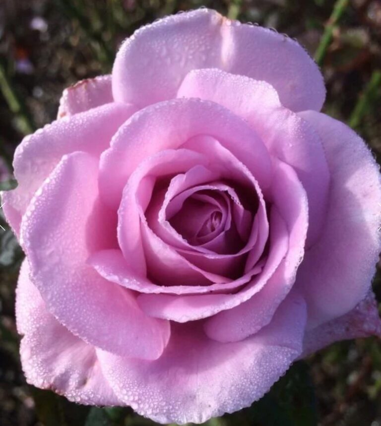 Perfumed Kiss®