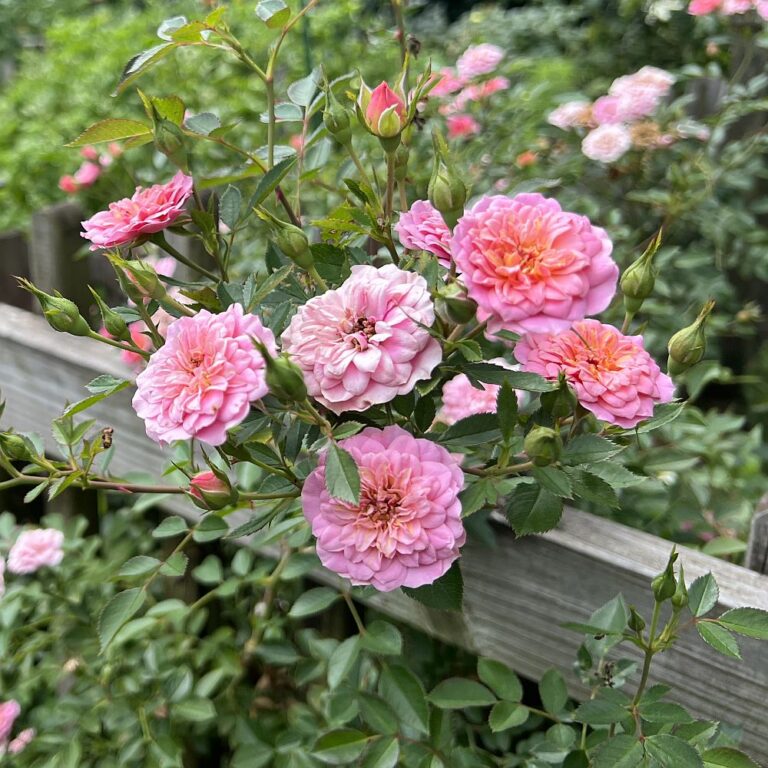 Petite Pink