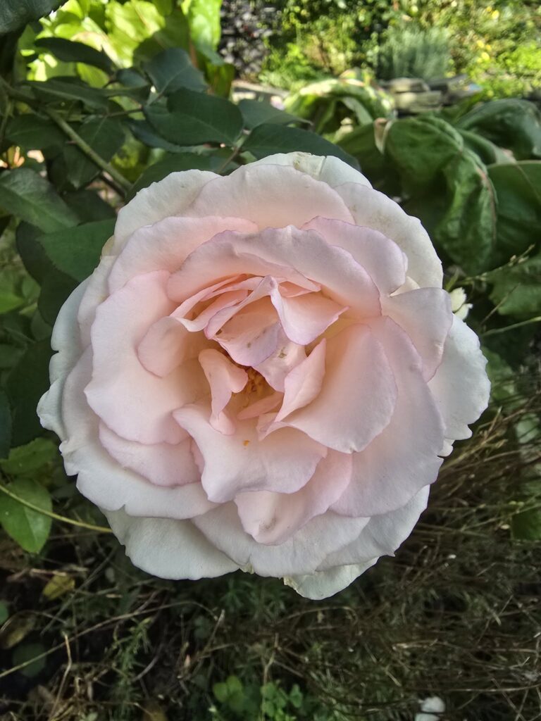 Eleganza® Pink Enchantment®