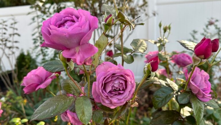 Plum Perfect Sunbelt ®