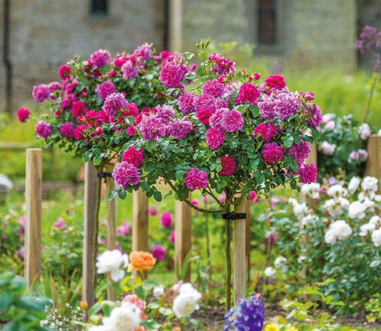 Princess Anne™ Tree