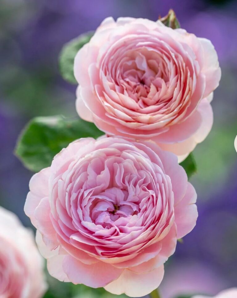 Queen of Sweden® (AUStiger)