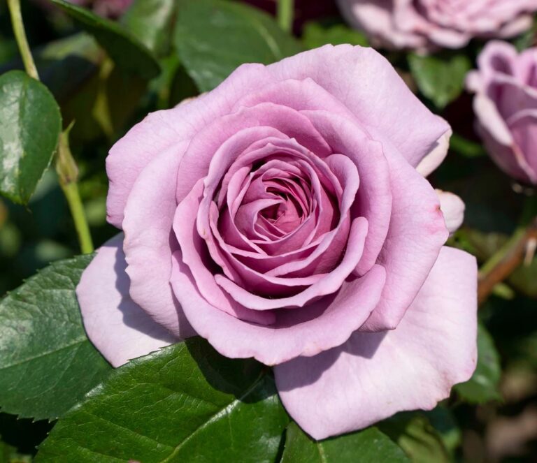 Arborose® Quicksilver