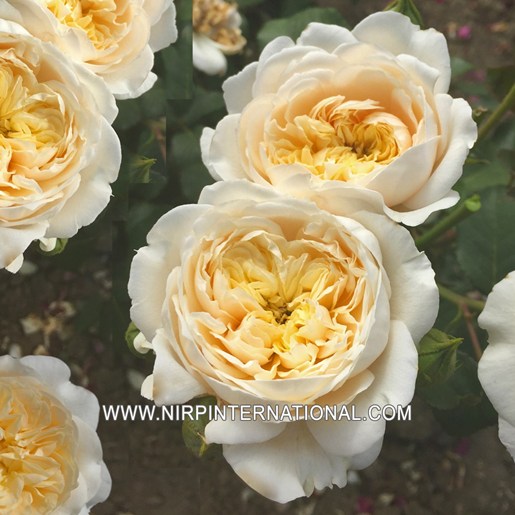 Rosemantic Cream®