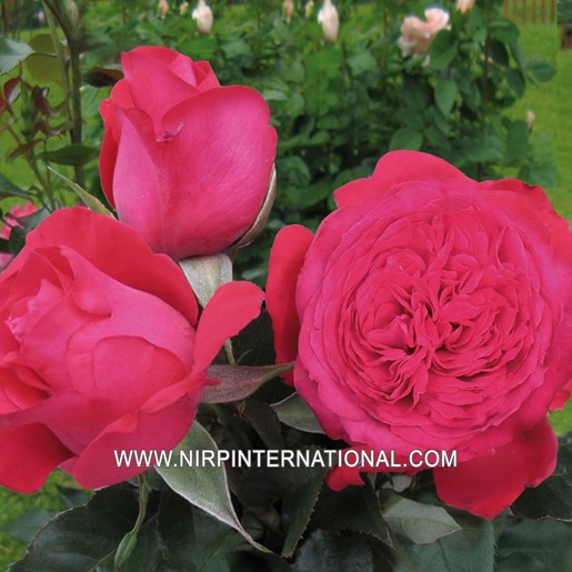 Rosemantic Fuchsia®