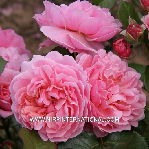 Rosemantic Pink®