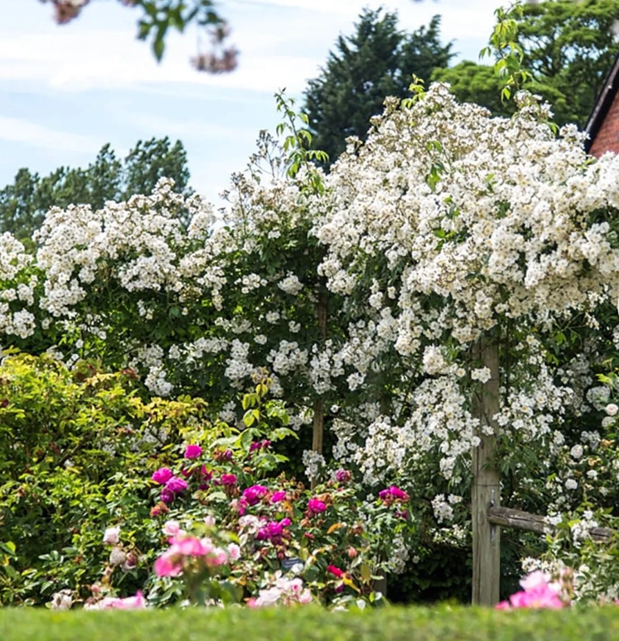 Rambling Rector