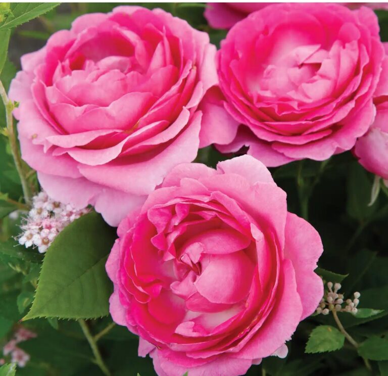 Raspberry Cupcake™