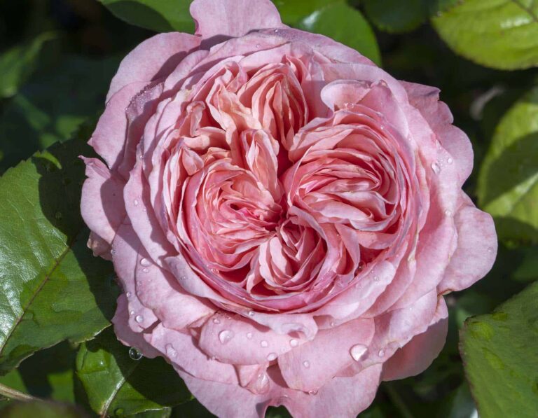 Romantica® Ball Gown™