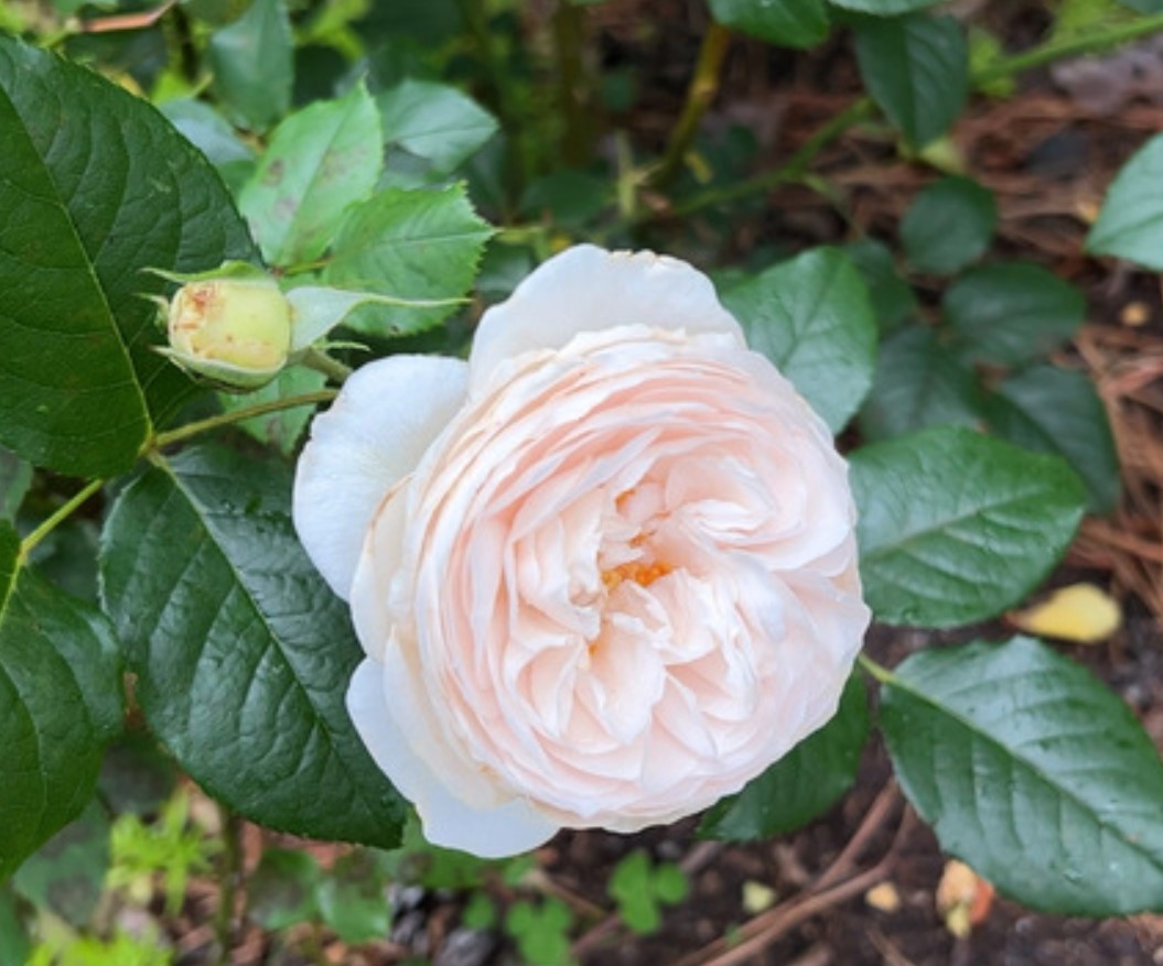 Rose-Marie (AUSome)