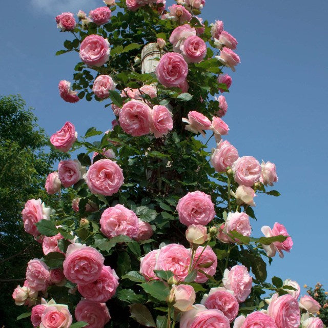 Eden Climber®