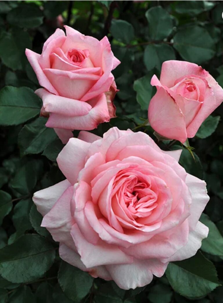 Sunbelt® Savannah™