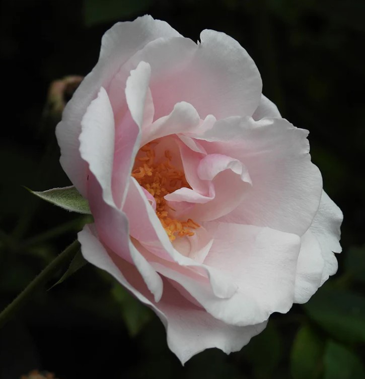 Souvenir de St Anne