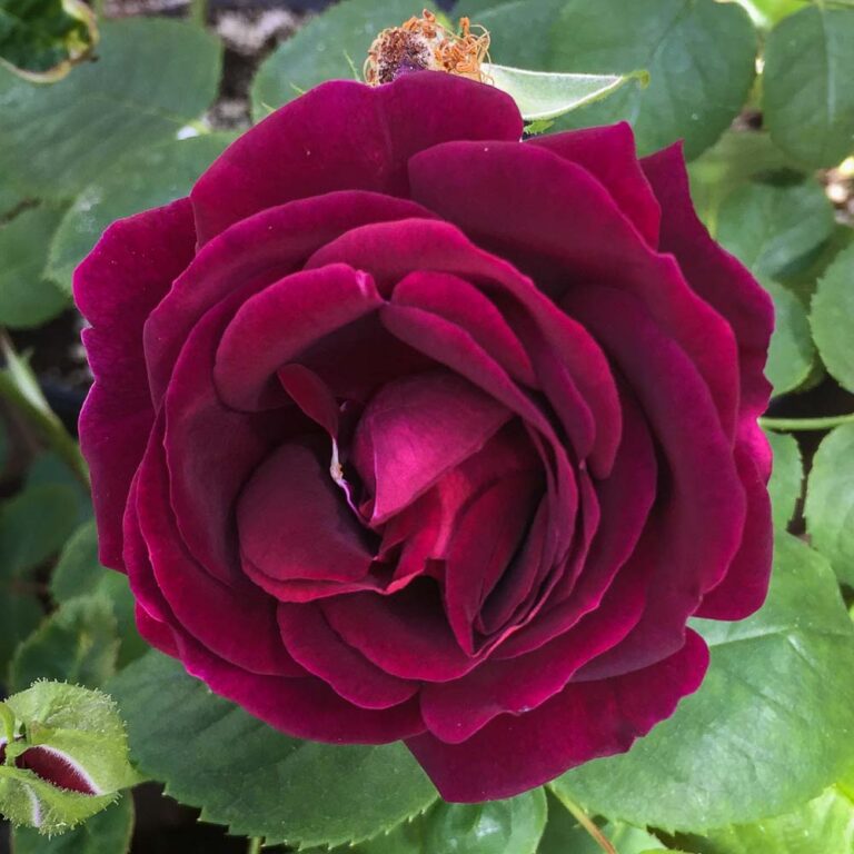 Souvenir du Docteur Jamain