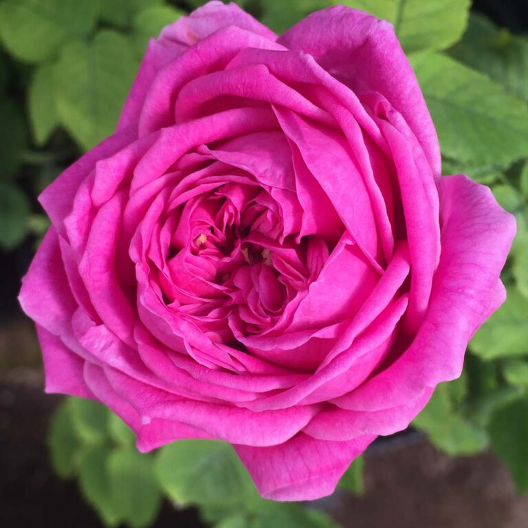 Souvenir du President Lincoln