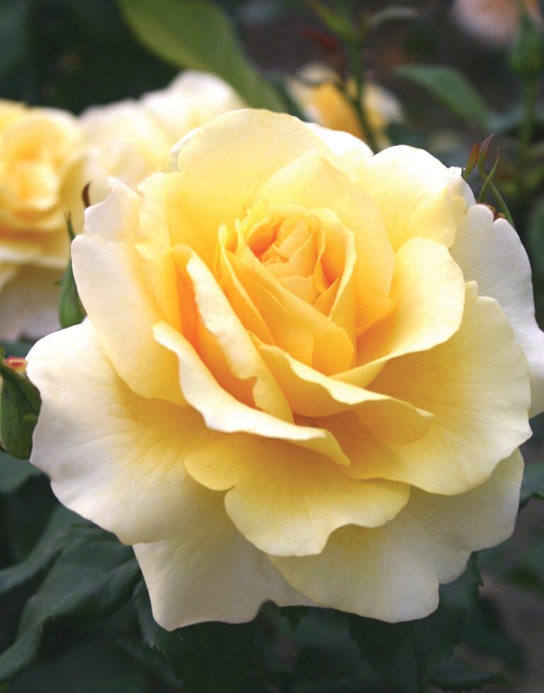 Eleganza® Sunny Sky™