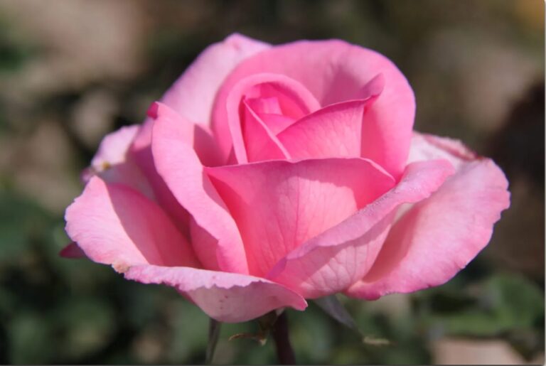 Sweet Beauty™