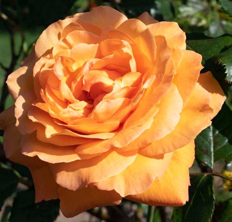 Arborose® Tangerine Skies™