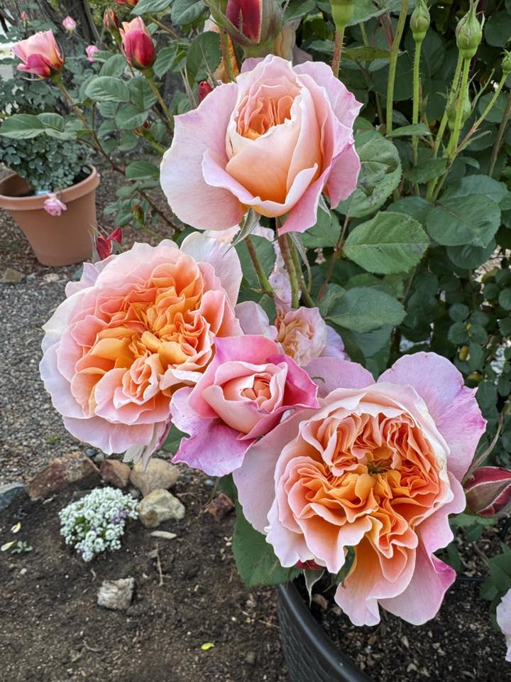 The Impressionist™