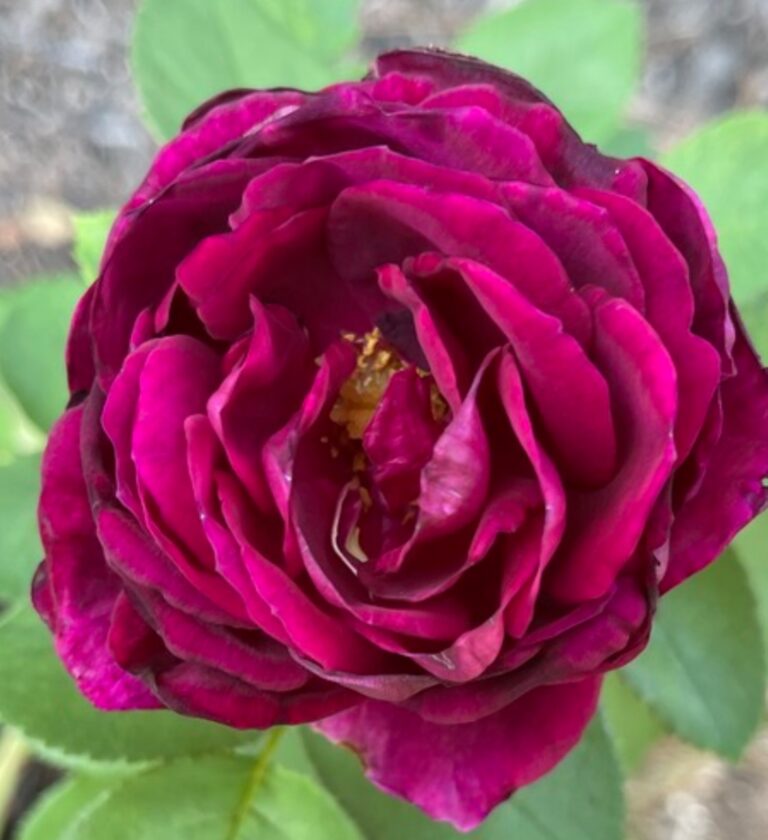 The Prince (AUSvelvet)