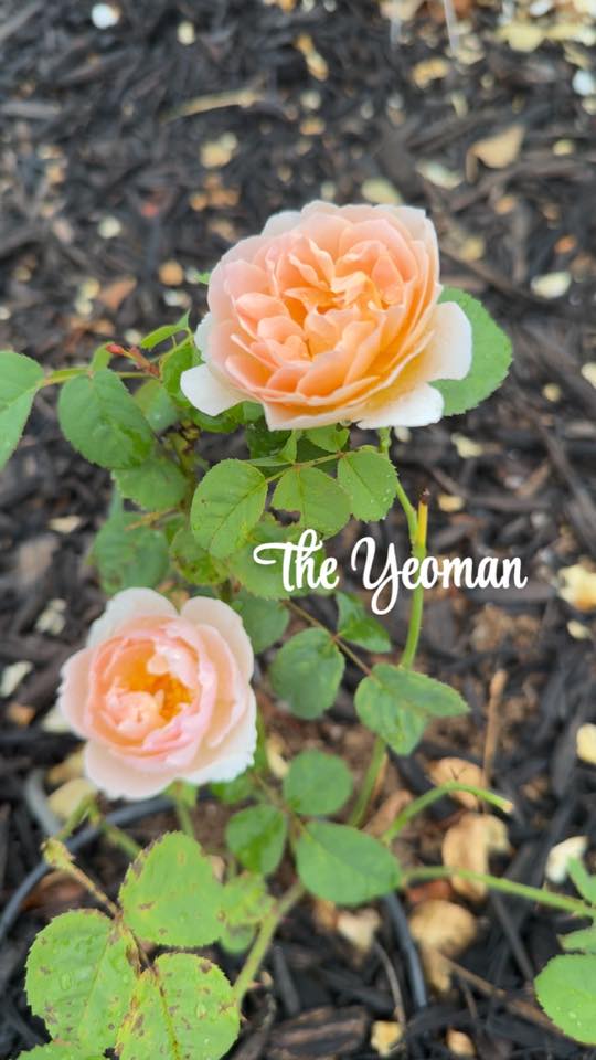 The Yeoman (AUSyeo)