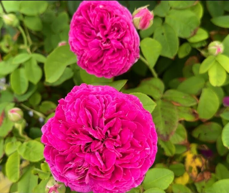 Variegata de Bologna (sport)