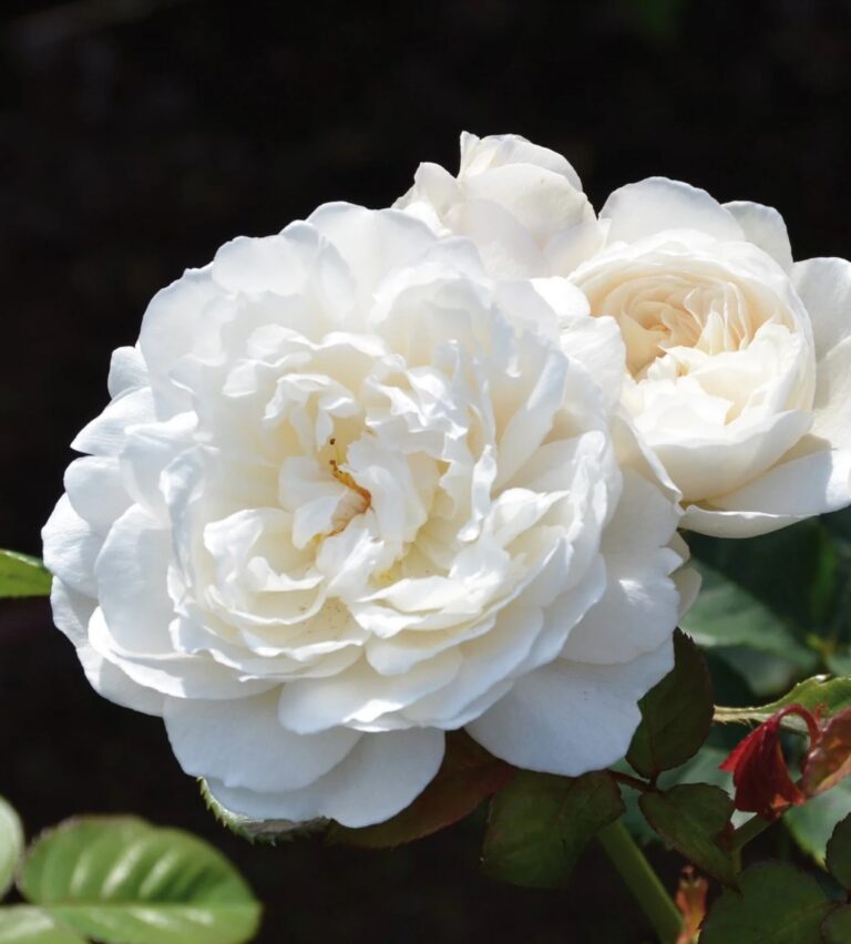 William and Catherine (AUSrapper)