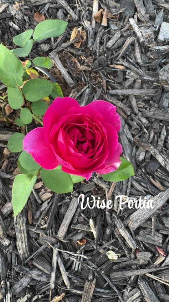 Wise Portia (AUSport)