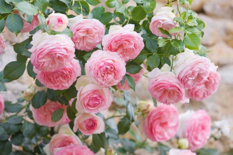 Eden Climber®
