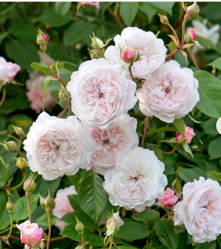 The Albrighton Rambler™ (AUSmobile)