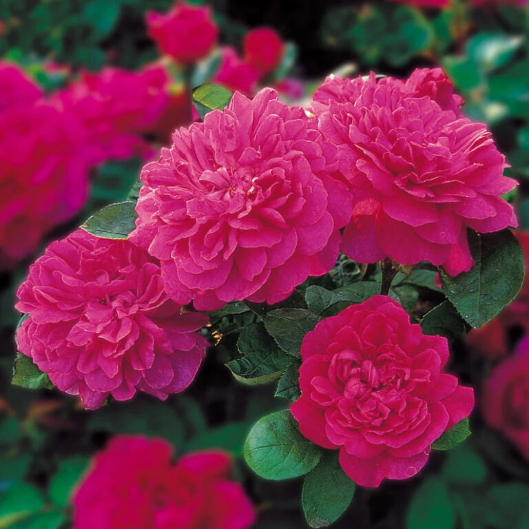 Sophy’s Rose (AUSlot)