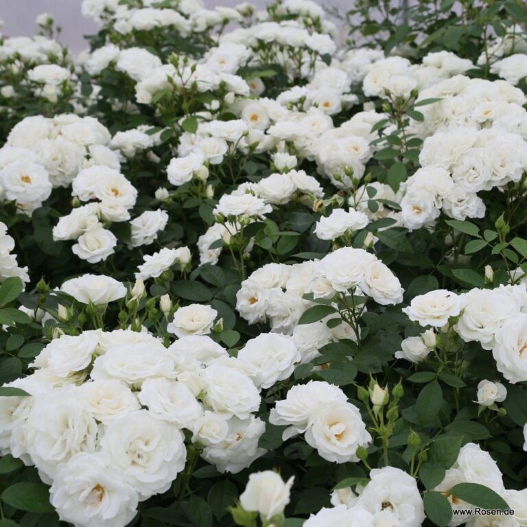 White Veranda