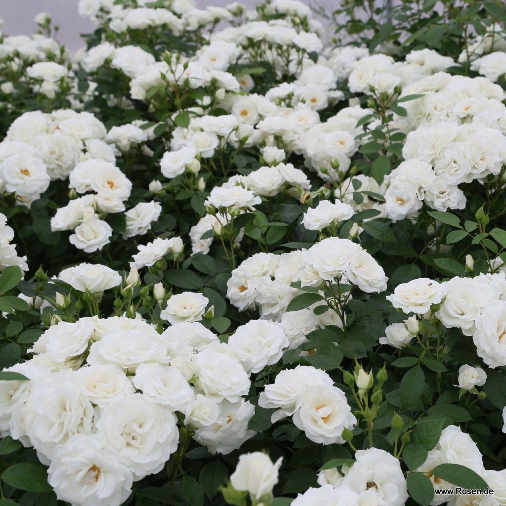 White Veranda