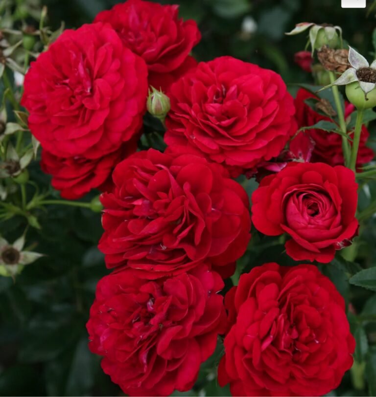 Bordeaux™ Citiscape®