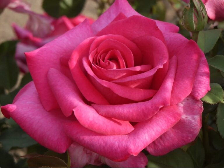 Buxom Beauty™ Eleganza®