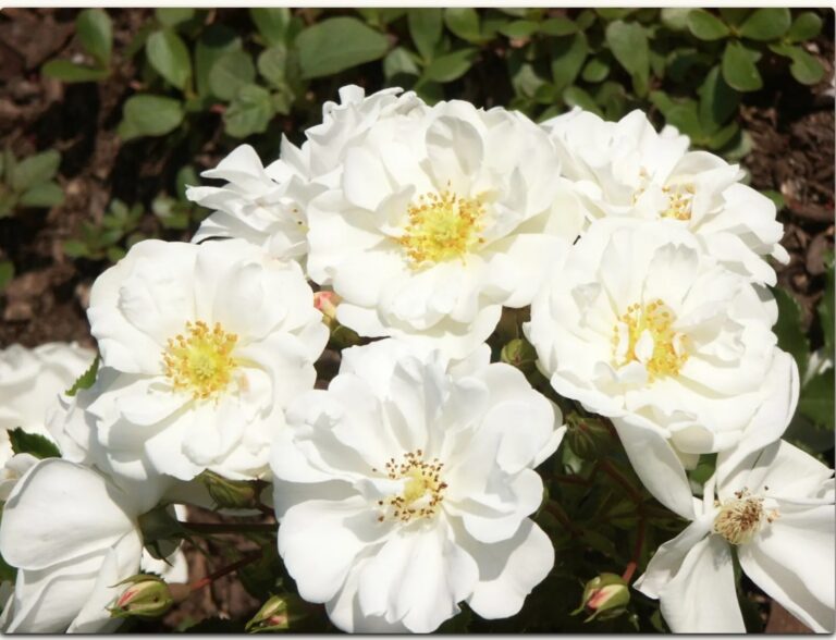 Brilliant Vigorosa®