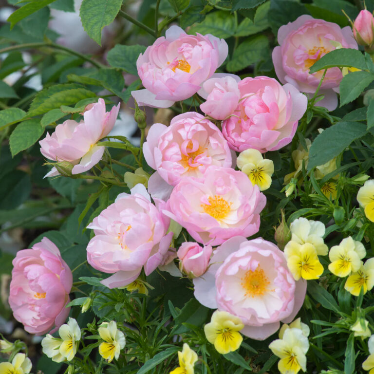 Scarborough Fair (AUSoran)