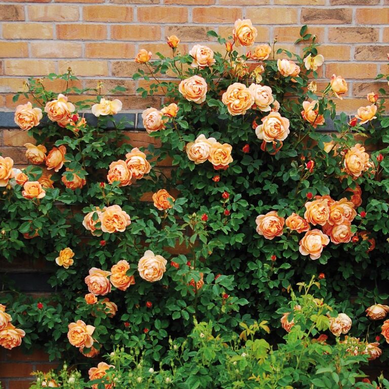 Lady of Shalott (AUSnyson)