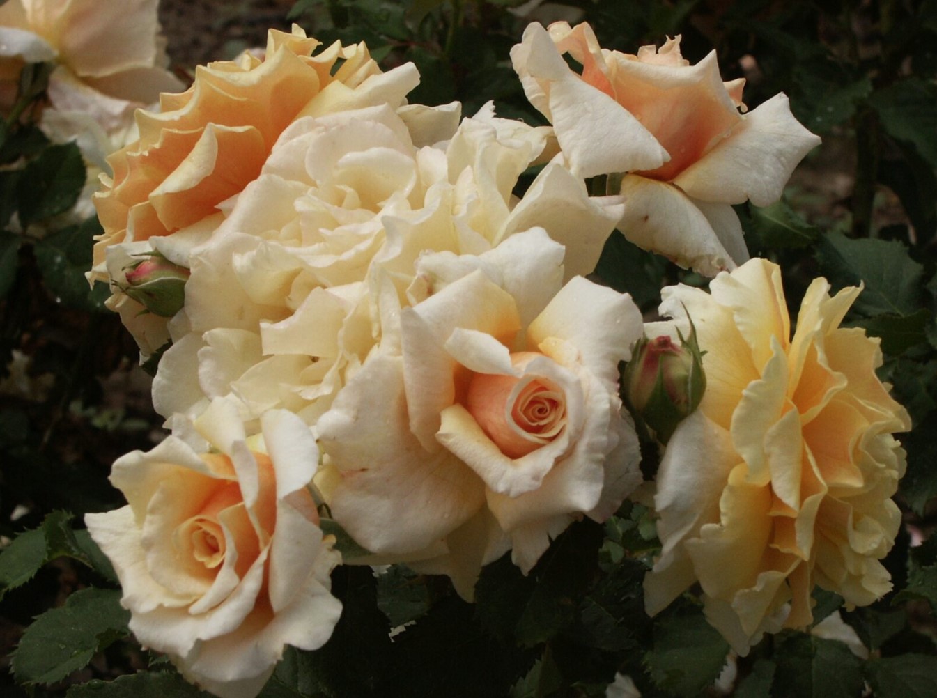 Fairytale® Carmella