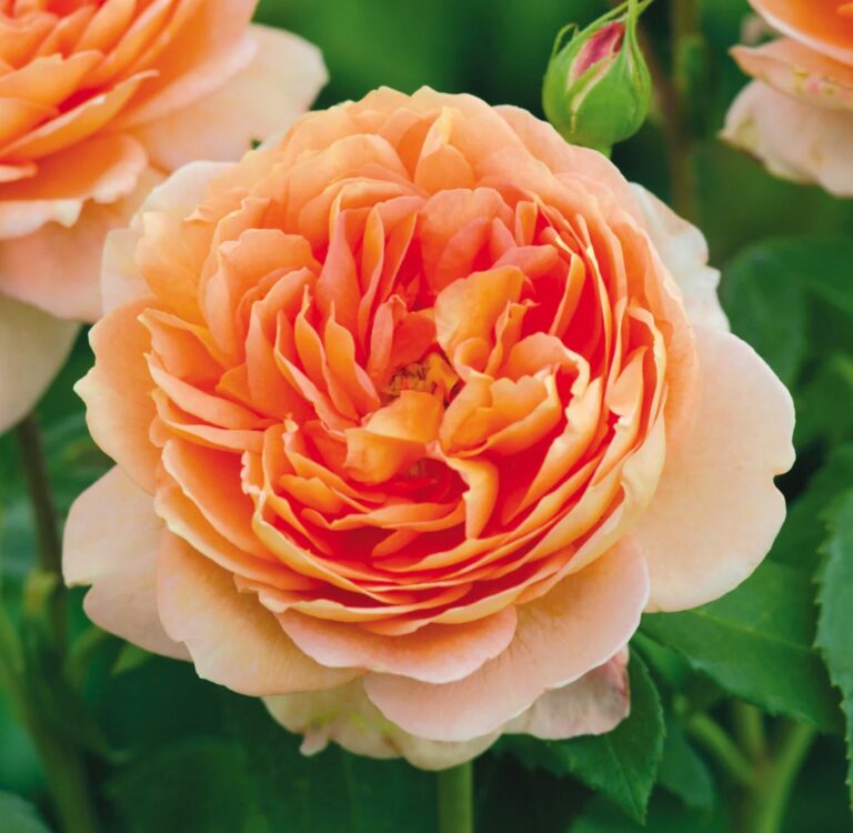 Carding Mill® (AUSwest)