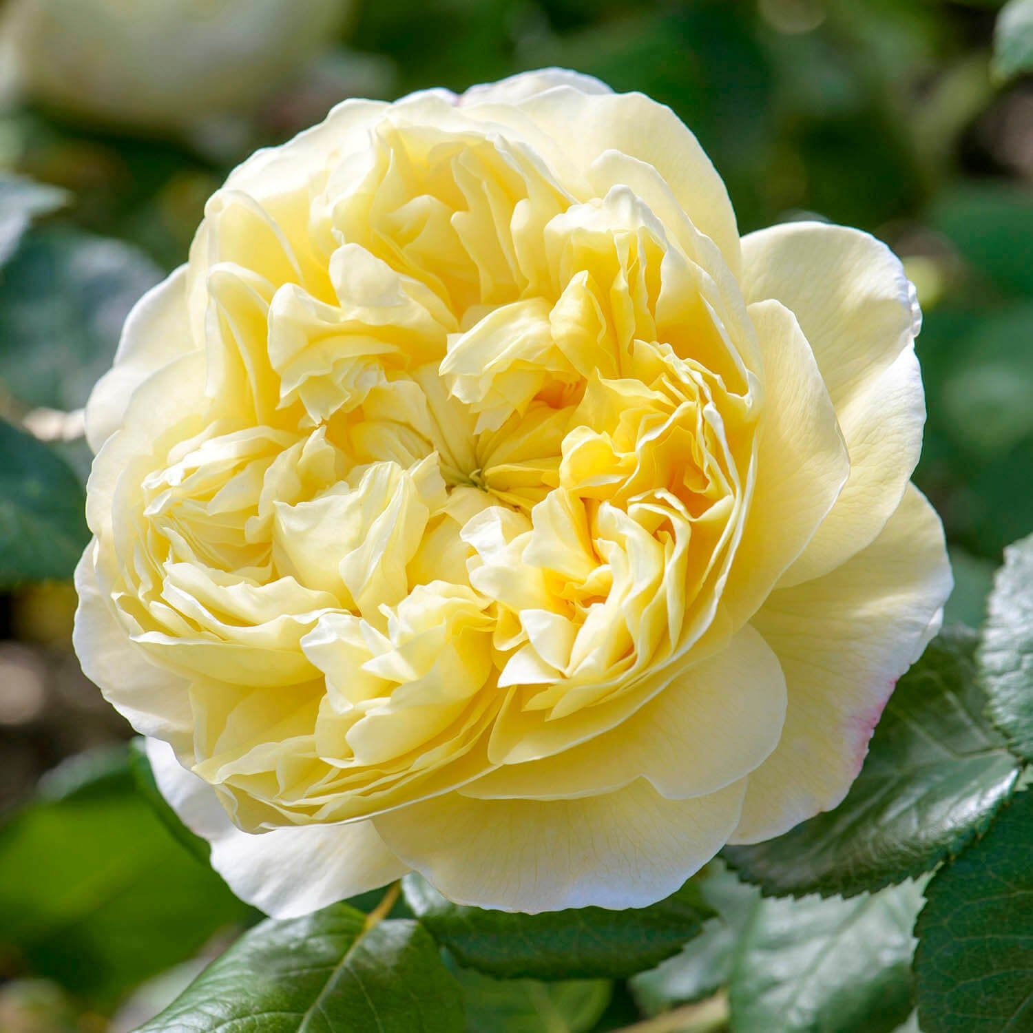Charles Darwin (AUSpeet)