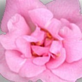 Climbing Pinkie