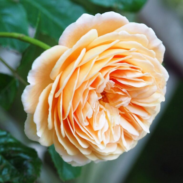 Crown Princess Margareta® (AUSwinter)