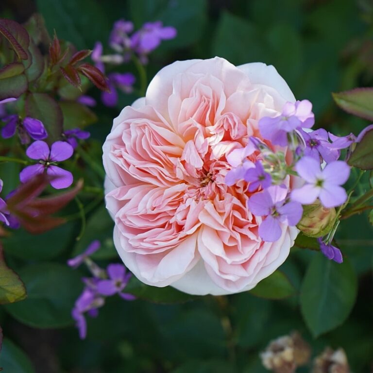 Evelyn ™ (AUSsaucer)