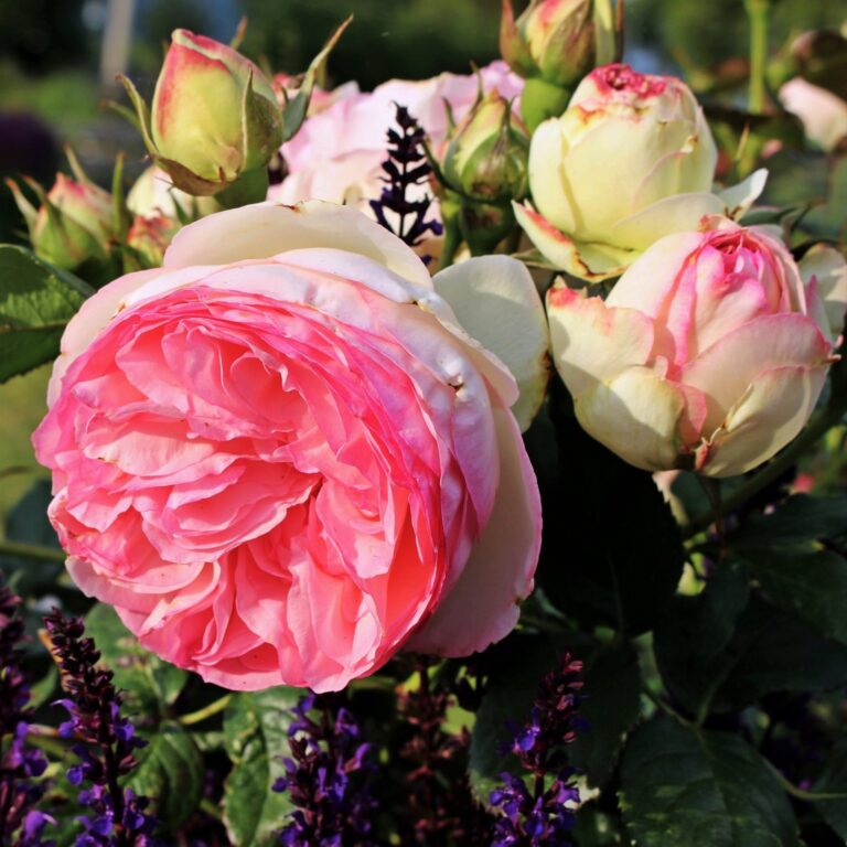 Eden Climber®