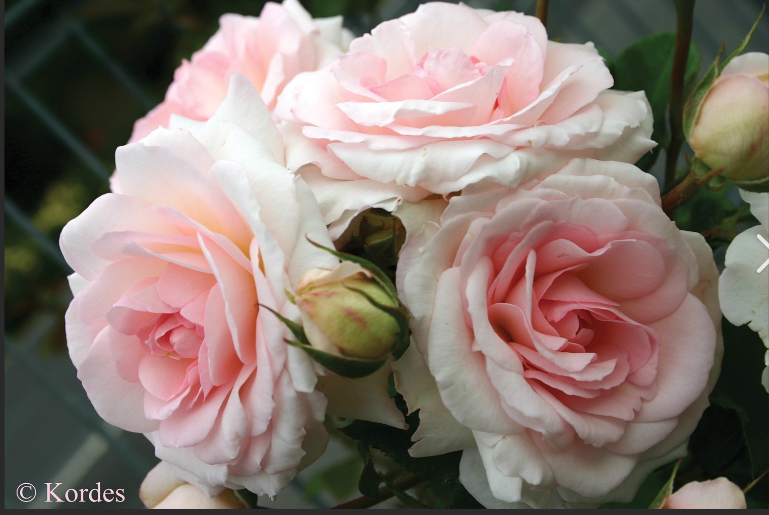 Fairytale® Elegant