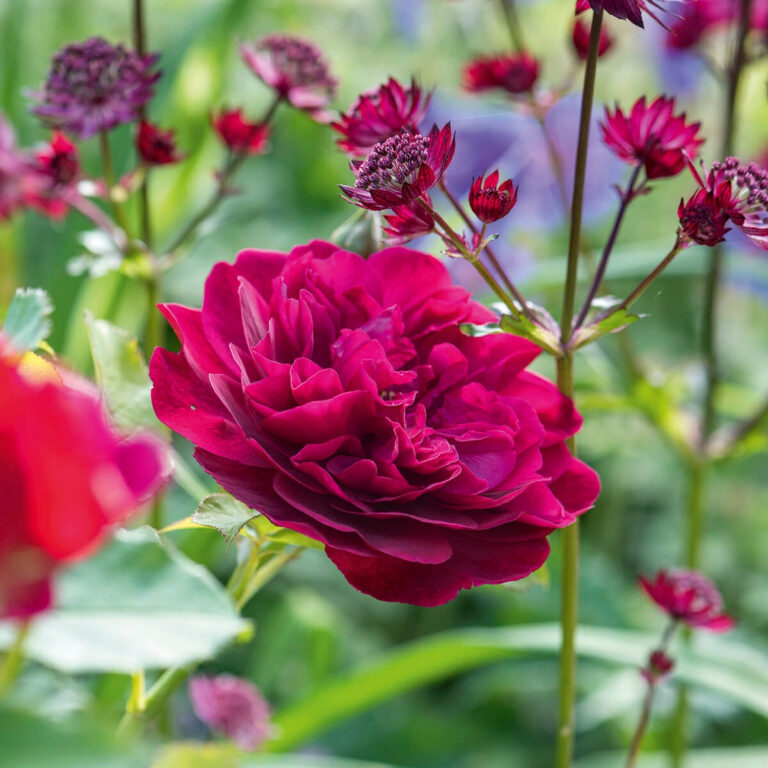 Darcey Bussell® (AUSdecorum)