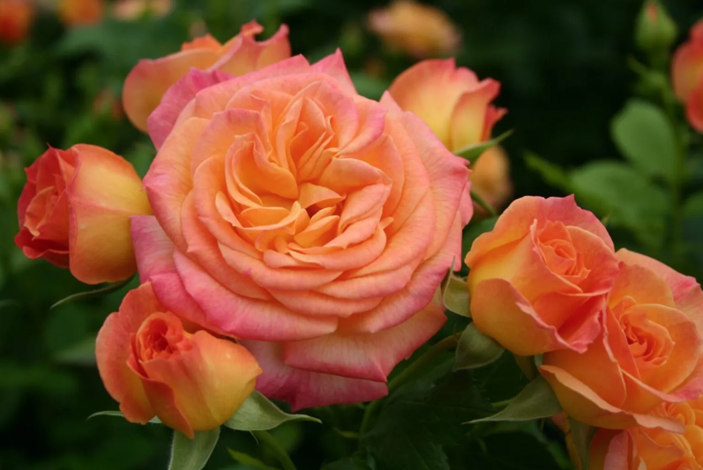 Garden Delight™